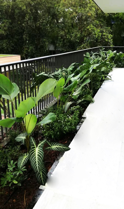 Landscape Greenery Landscape Plants Roof Plants Vertical Green Singapore Malaysia Philippines Vertical Green Global
