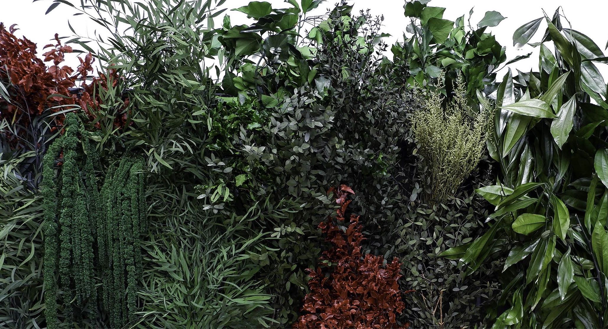 Preserved Plants Malaysia Preserved Green Wall Malaysia