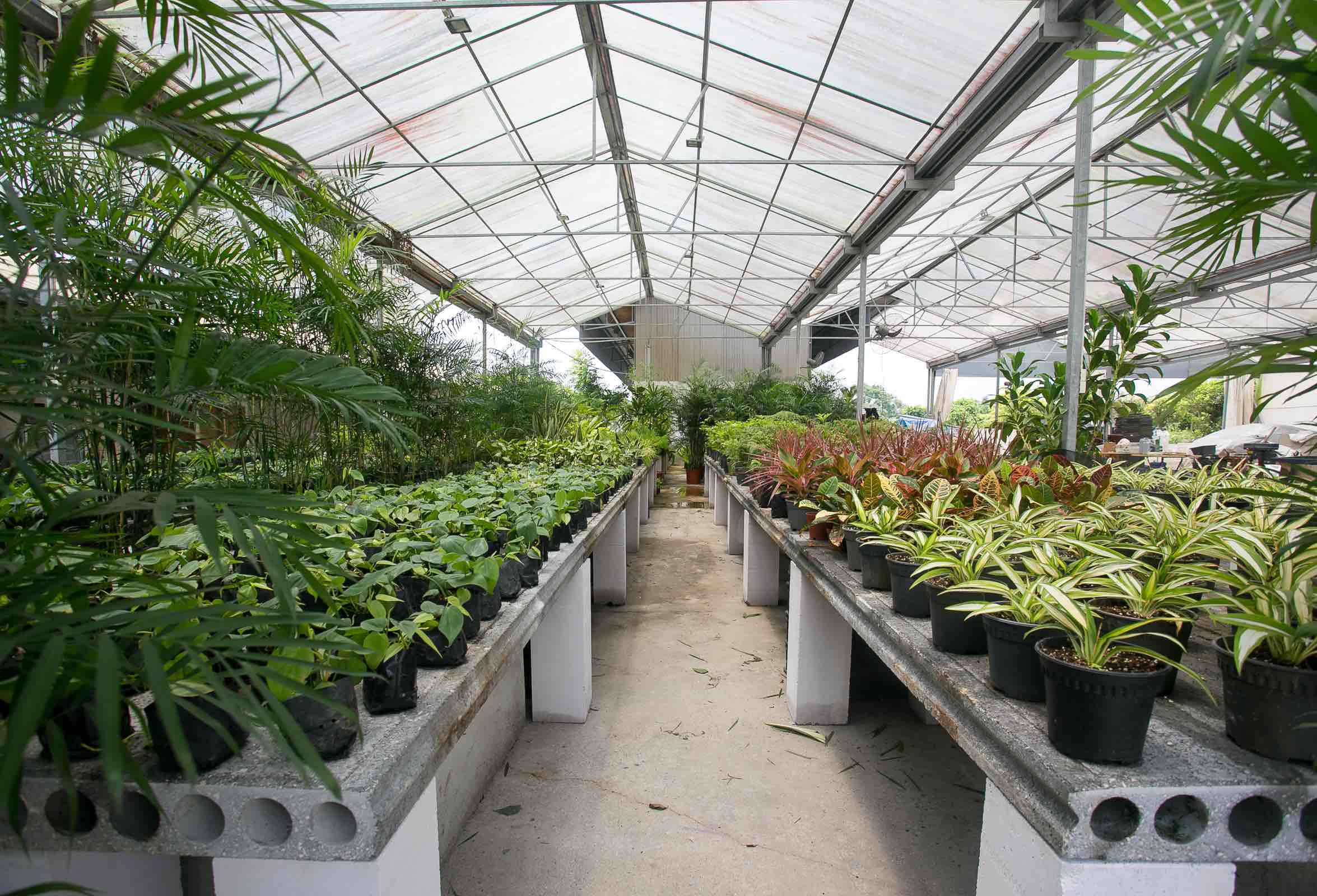 plants for rental