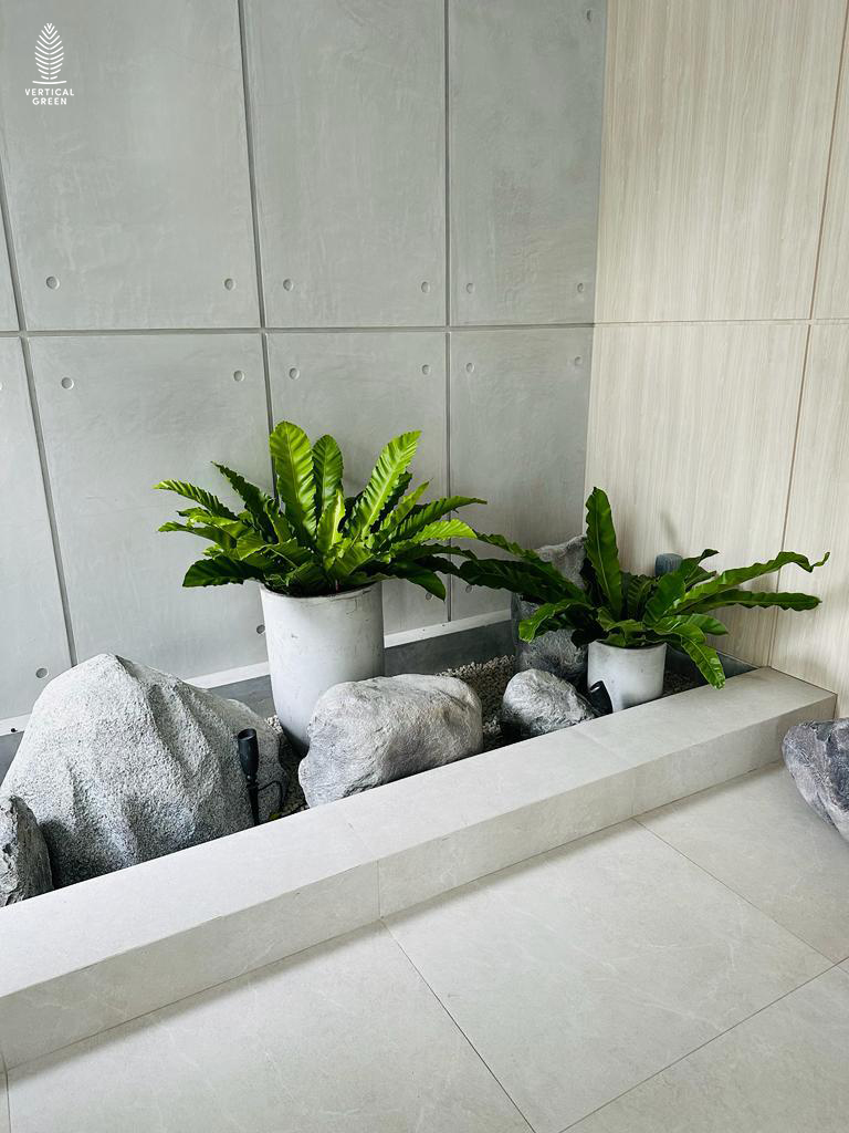 Live Potted Plants Office Plants Office Design Singapore Malaysia Philippines