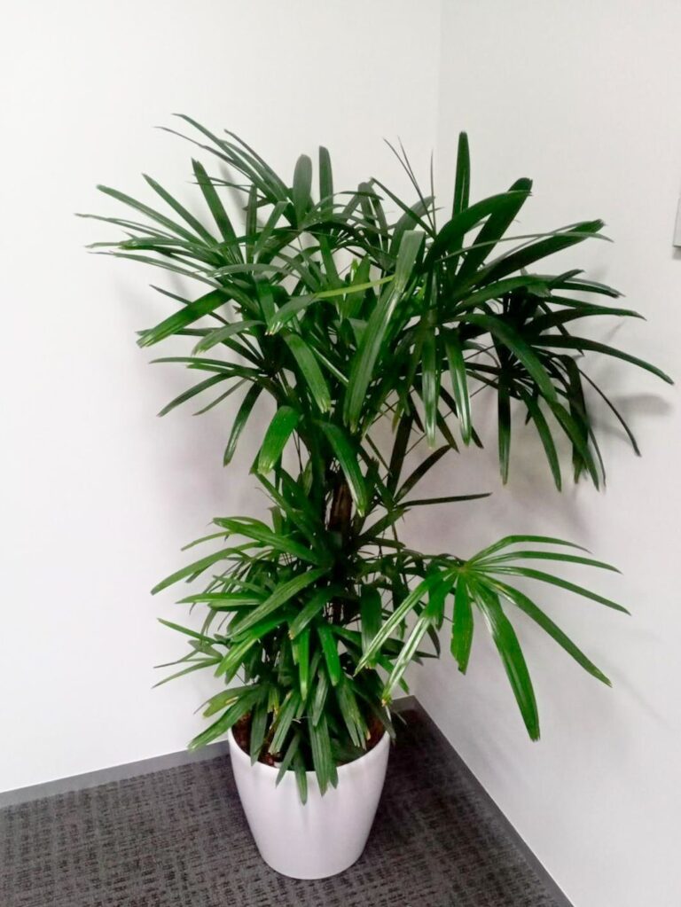 Live Potted Plants Office Plants Office Design Singapore Malaysia Philippines