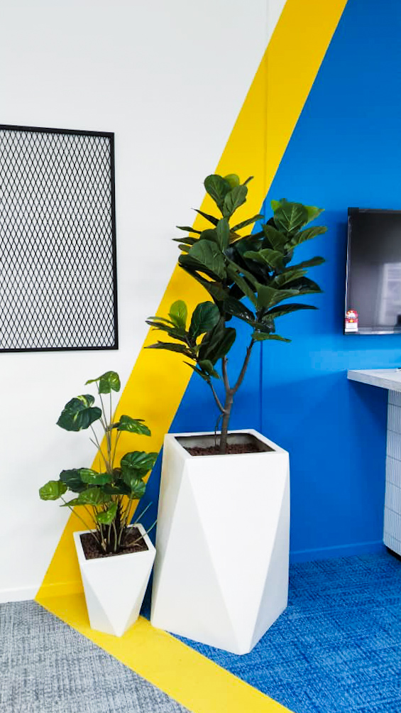 Live Potted Plants Office Plants Office Design Singapore Malaysia Phillippines