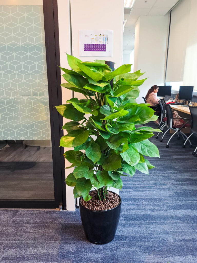 Live Potted Plants Office Plants Office Design Singapore Malaysia Philippines