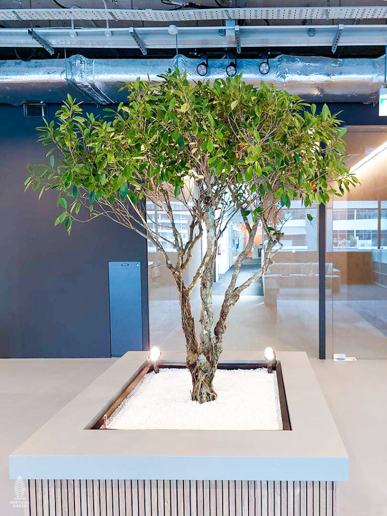 Live Tree Live Potted Plant Office Design Interior Design Vertical