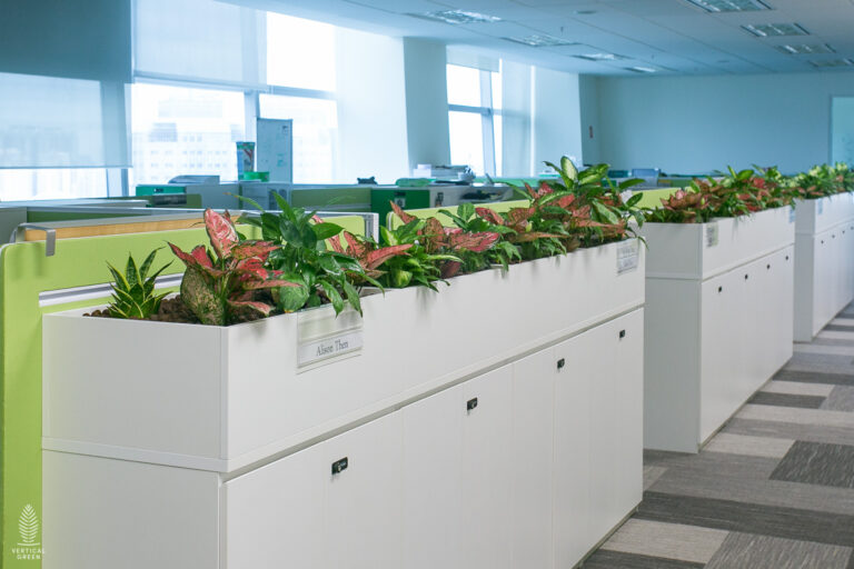 Live Tree Live Potted Plant Office Design Interior Design Vertical Green Singapore Malaysia Philippines Vertical Green Global