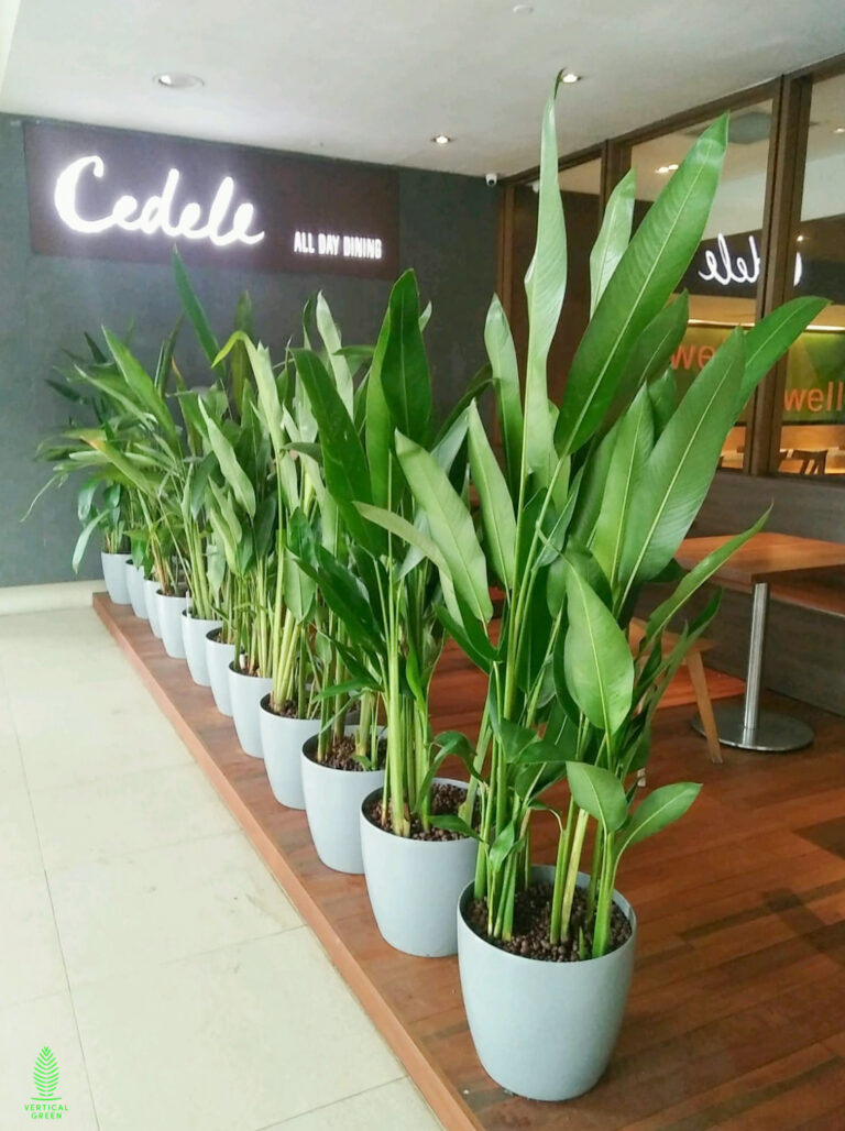 Live Tree Live Potted Plant Office Design Interior Design Vertical Green Singapore Malaysia Philippines Vertical Green Global