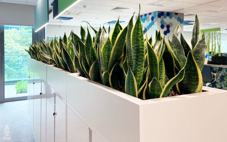 Live Tree Live Potted Plant Office Design Interior Design Vertical Green Singapore Malaysia Philippines Vertical Green Global