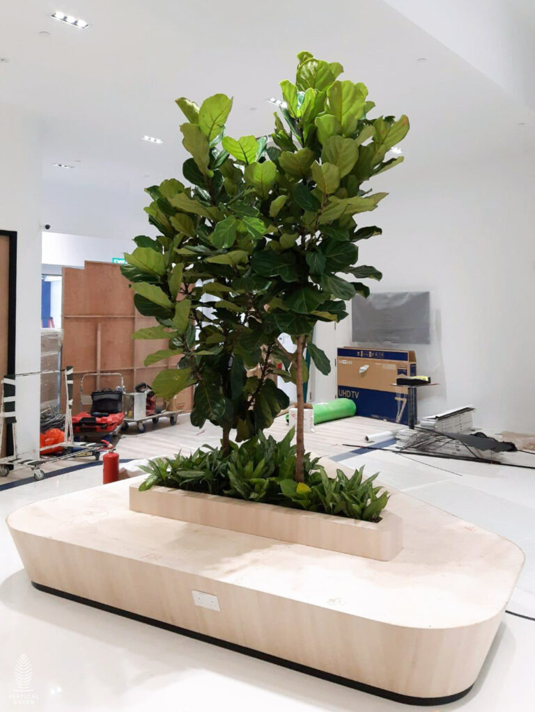 Live Tree Live Potted Plant Office Design Interior Design Vertical Green Singapore Malaysia Philippines Vertical Green Global