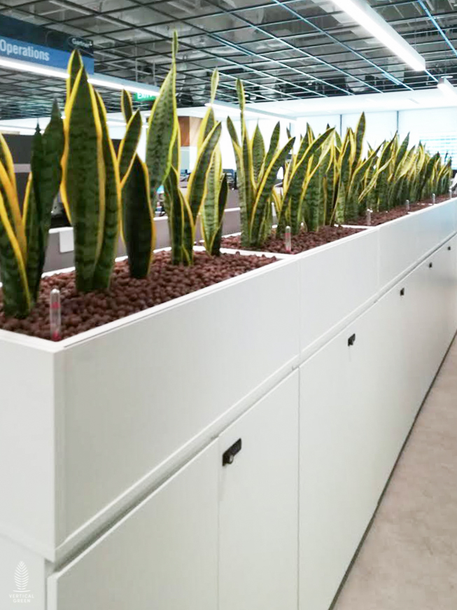 Live Tree Live Potted Plant Office Design Interior Design Vertical Green Singapore Malaysia Philippines Vertical Green Global