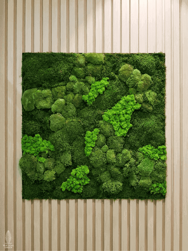 preserved moss