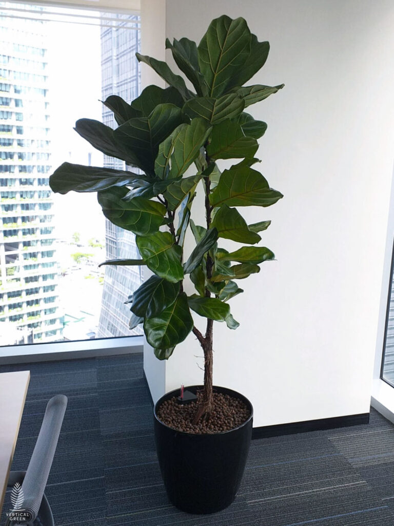 Live Tree Live Potted Plant Office Design Interior Design Vertical Green Singapore Malaysia Philippines Vertical Green Global