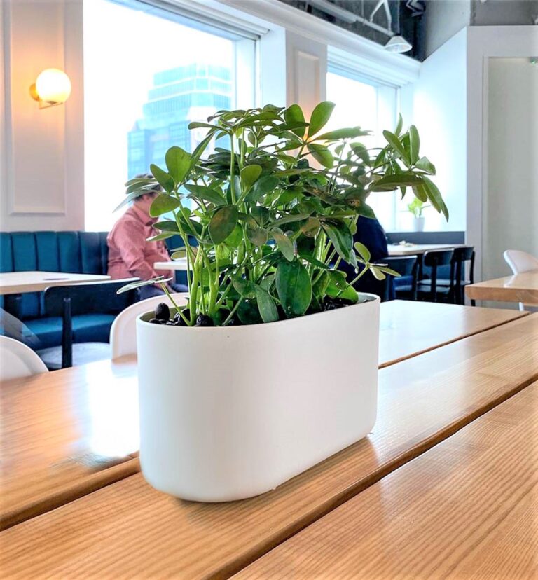 Live Tree Live Potted Plant Office Design Interior Design Vertical Green Singapore Malaysia Philippines Vertical Green Global