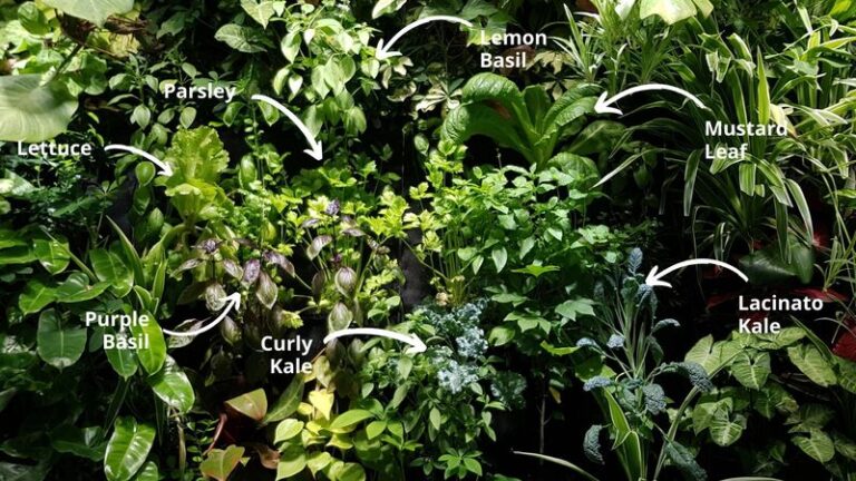 Herbs & Vegetables for Wellness